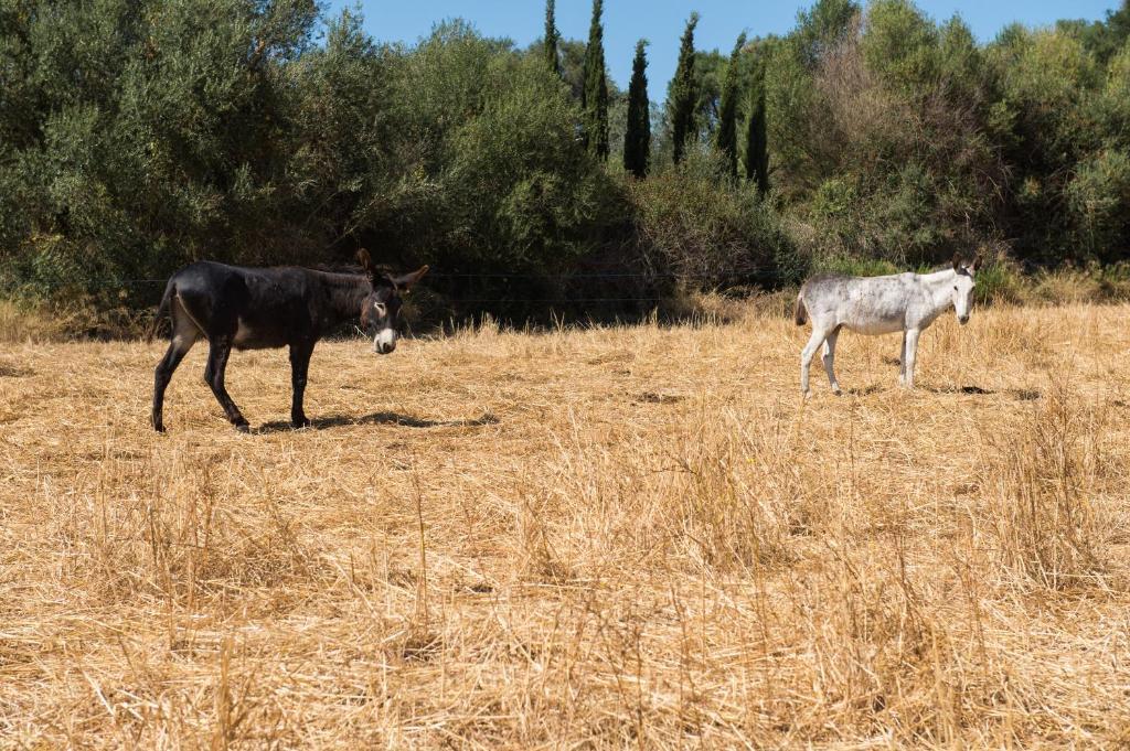 Agroturismo Can Feliu Porreres Buitenkant foto