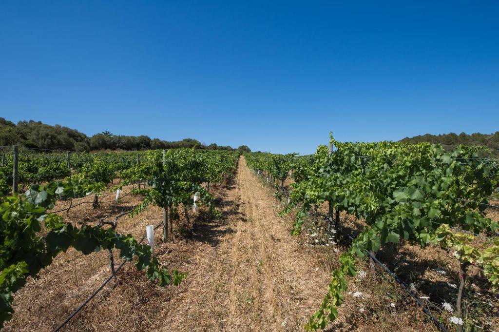 Agroturismo Can Feliu Porreres Buitenkant foto